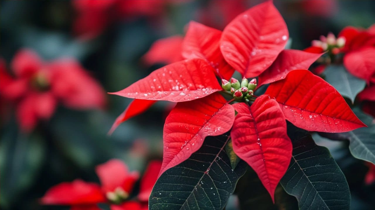 Poinsettia